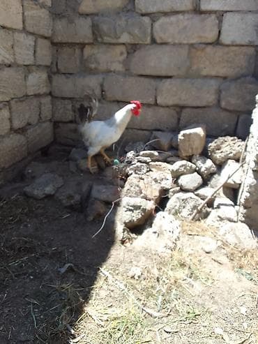 Ağ ləçəyi və parlaq qırmızı qaşqabağı olan xoruz. Orta ölçülü bədən lalafo.az -da Ağ ləçəyi və parlaq qırmızı qaşqabağı olan xoruz. Orta ölçülü bədən