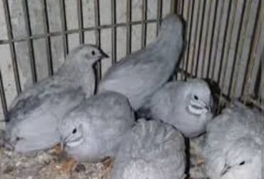 Çin bildirçini cavandılar hergun yumurtalıyır tam saglamdı erkey maya