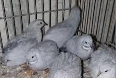 bildirçin yumurta: Çin bildirçini Saglam heyvanlardı yumurtalıyır qiymet 1 aiddi ünvan — 1