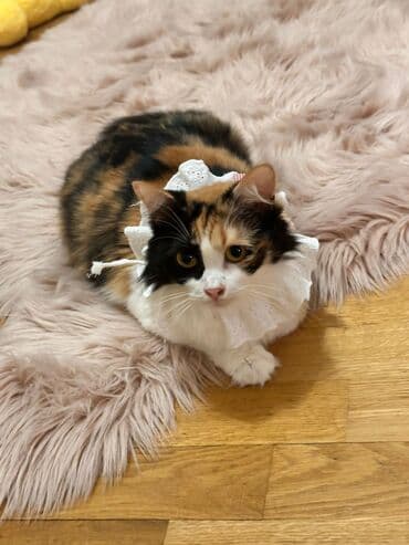 Sahiblendirilir diwi erkek saglamdirlar rengli qisirdir diwidir sari