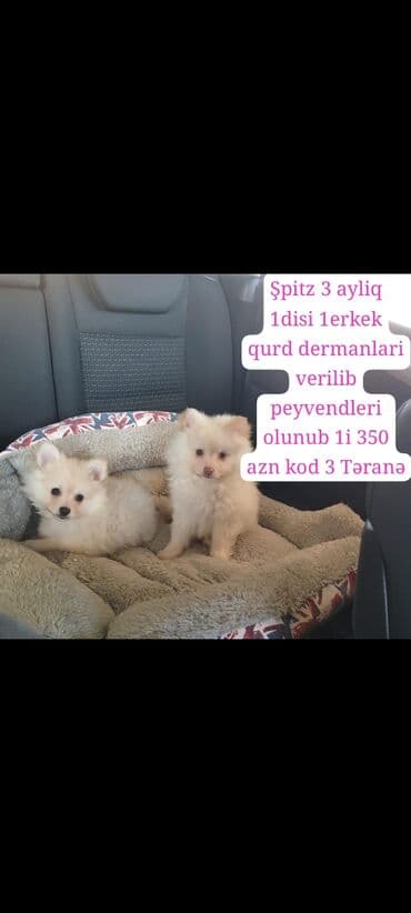 Şpitz, 3 ay, Peyvəndli, Ünvandan götürmə