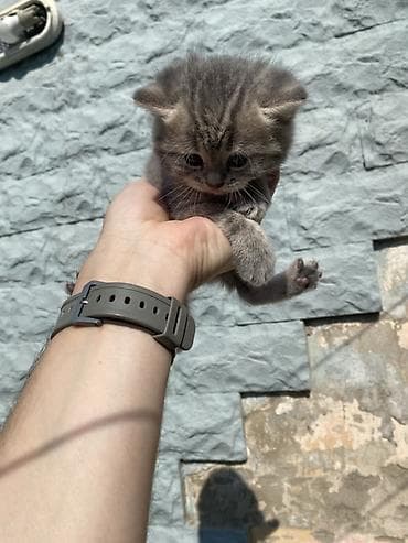 ucuz ev itləri: Tabbi, Yaxşı əllərə — 2