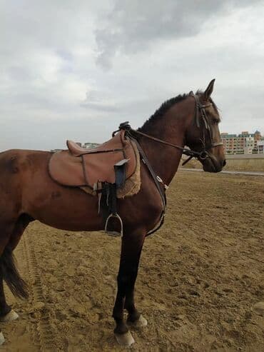 at yehəri: Erkək, il: 6, Ünvandan götürmə — 5