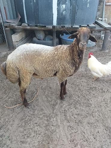 kənd heyvanları: Tam sağlam erkək qala qoçu bir yaş 8aylığdı əsil yeməli və ya damazlıq — 2