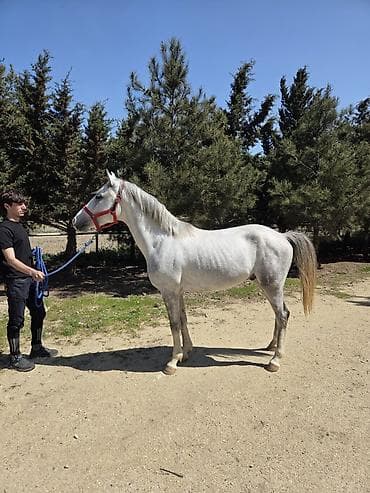 atlar heyvan: Boz rəngli at – idman və gəzinti üçün - Cins tipi: Şərq (yüngül — 2