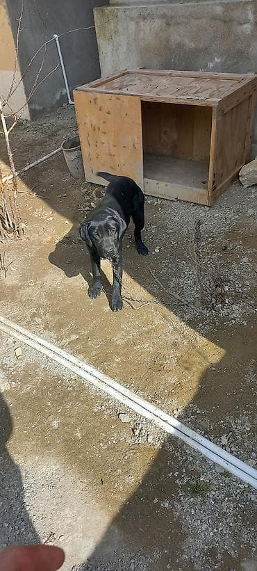 it haqqinda melumat: Labrador-retriver, 9 ay, Dişi, Peyvəndli, Ünvandan götürmə — 4