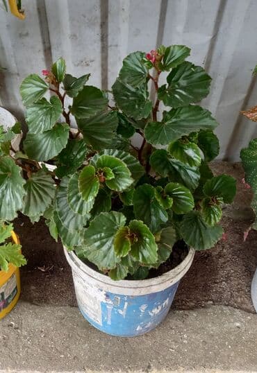 ev bitkisi: Begoniya saksı bitkisi - Növ: Begoniya (yarpaqları büzməli və iri — 1