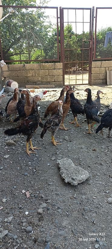Təmiz qan 2 aylıq tam sağlam daş pipik,badam pipik heyratılar.Unvan — 7