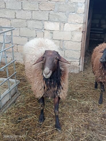 Erkək, Qala, il: 2, 100 kq, Damazlıq, Ünvandan götürmə lalafo.az -da Erkək, Qala, il: 2, 100 kq, Damazlıq, Ünvandan götürmə