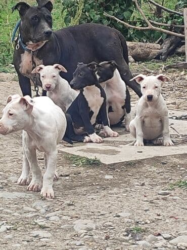 pitpul balası: Pitbul, Erkek, Sənədli, Pulsuz çatdırılma — 5