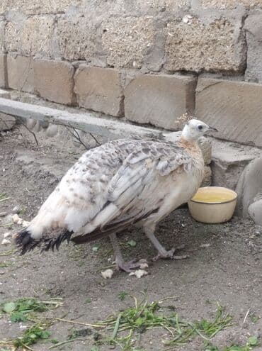 hinduska balasi satilir 2019: Salam aleykum. Satışda bir dənə qara qanad tovuzquşu fərəsi var. 7 — 7