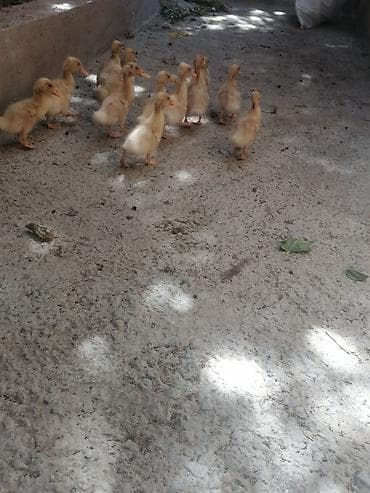 cins heyvanlar: Pekin ördəklər di 4 həftəlik 11 başladı hamısı bir yerdə 30manat — 3