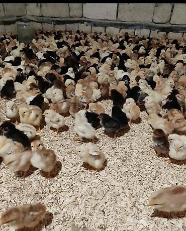 Toyuq cücələri, Damazlıq