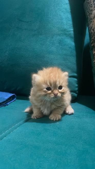 pişiy: Şotland uzun tüklü — 3