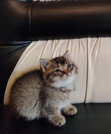 манчкин кот цена бишкек: Шотландская, Самец, В добрые руки, Самовывоз — 1