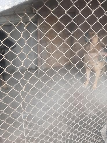 it ucun zəncir: Alman çoban iti — 3