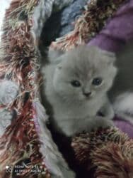 Информатика: Шотландская, Самец, Самка, Самовывоз at lalafo.az — 11 Информатика: Шотландская, Самец, Самка, Самовывоз — 11