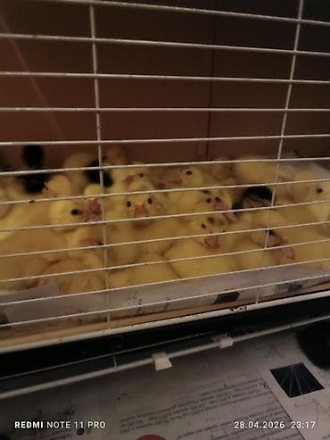 turbo az heyvanlar: 38 dənə 4 günlük lal ördək balası Saglamdilar Qiyməti biri 7 manata — 4