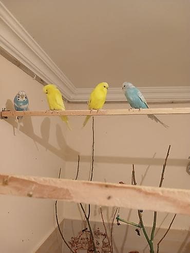 Tutuquşları: Salam 8 çex 2 si bala 1 vaniş dişi quşları alana zakaz 50 quşluq — 2