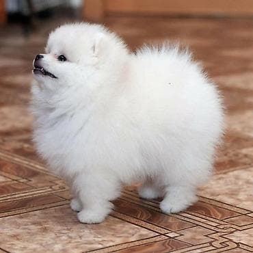 İtlər: Şpitz, 1 il, Erkek, Ünvandan götürmə — 2