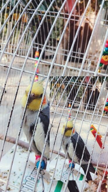 tap az sudluk inəklər: Məhsul: Nimfa tutuquşusu (Cockatiel) Təsvir: - Rəng: sarı baş və — 5