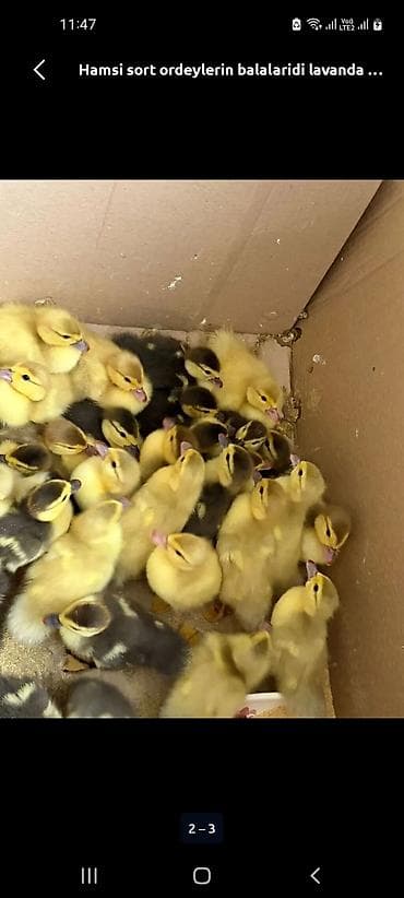 lal ordey: Hamsi sort ördəklərin balaları – lavanda və qarışıq rənglərdə. - — 1