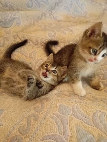 şinşila pişik satılır: Şinşilla, Erkək, Dişi, Pulsuz çatdırılma — 2