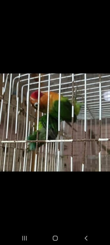 jako tutuquşusunun digər adı: Fisher satilir 5- 6 ayligdirlar yuvada artig yatirlar activdiler — 2