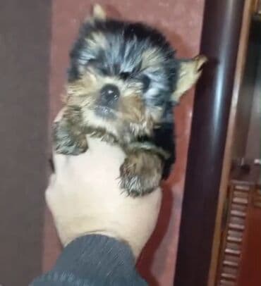 cins itlerin satisi: Yorkşir teryer, 2 ay, Erkek — 1