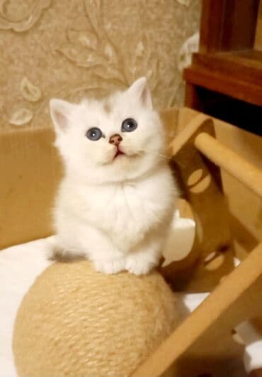 etibarlı əllərə verilir: Britan, Erkək, Dişi, Yaxşı əllərə, Ünvandan götürmə — 1