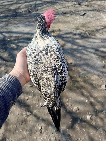 Salam herkese yaponka xoruzu satlr tekdı deye satram real alan yazzın — 8