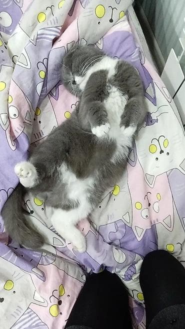 pişik alıram: Şotland yastı qulaq — 2