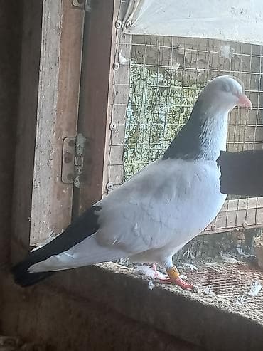 3 ədəd göyərçin. Ünvan Sabunçu. Dişi qara boynugüllü