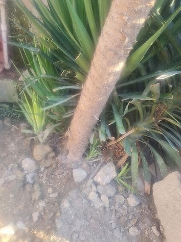 limon ağaçı: Dekorativ Yucca Ağacı – həyət və bağ üçün. - Növ: Yucca (hündür — 3