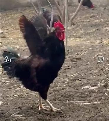 Gəmiricilər: Red island, Rod aylend, Mohagan xuruzu satılır. 6 aylıq cavan və aktiv — 3