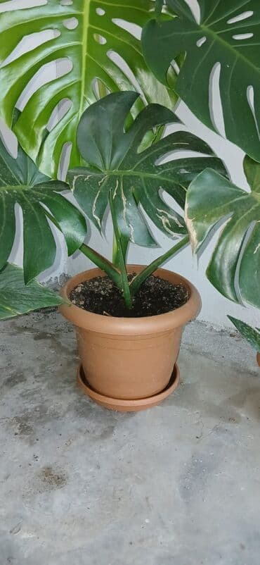 Digər bitkilər: Təbii monstera bitkisi, yaşıl yarpaqları və xarakterik kəsilmiş — 2