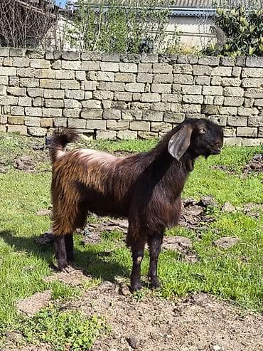 keci: Təmiz orginal hələb Təkəsi 1 illiydi real alıcılar əlaqə saxlasın boş — 1