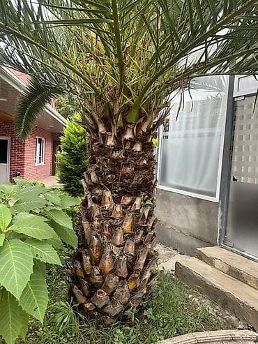 agaclar: 2.50 cm Dekorativ xurma palması (Phoenix canariensis – Kanarya — 2