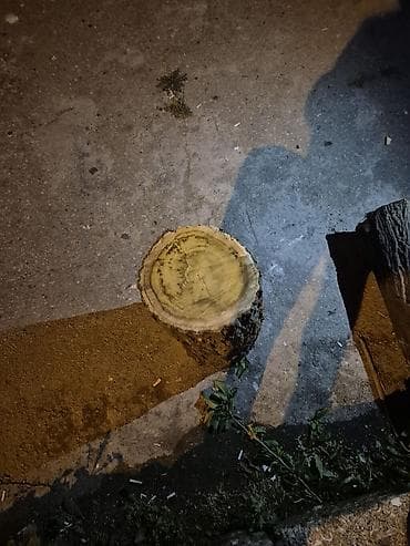 adam agaci: Ağac gövdəsi kəsilmiş hissələr – dekor və odun üçün. Məhsul təsviri — 4