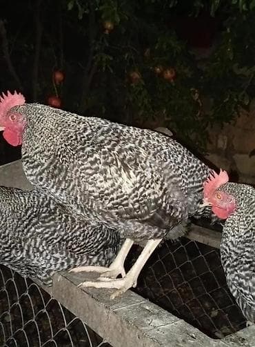 Toyuq, Damazlıq, Pulsuz çatdırılma