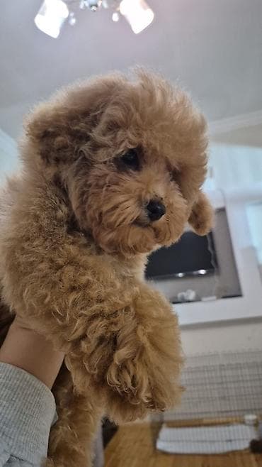 itlerin davasi: Pudel — 1