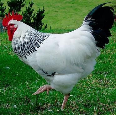 gence toyuq satisi: Serebrist F6 cucesi 1.20 Catdirilma var gence daxili pulsuz Butun — 3