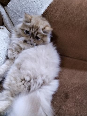 pers pisiyi: Fars — 9