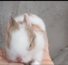 kaliforniya dovşanı: Dovsan balalaro topdan. Ve tek satilir. Yerli ve cins balalar — 1