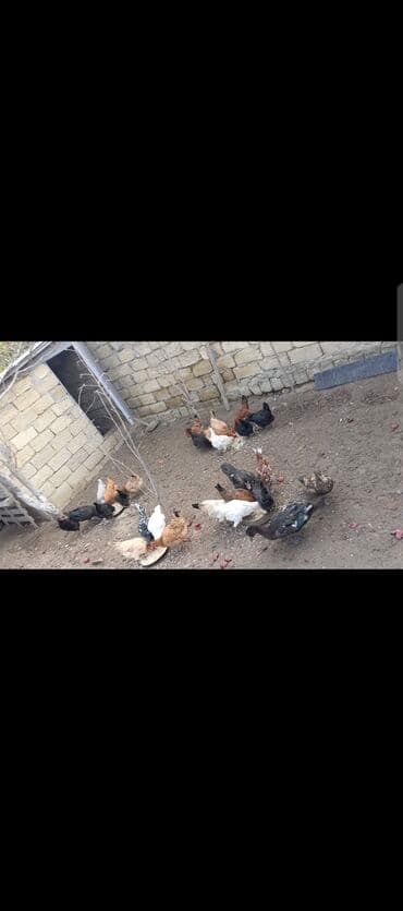 sumqayıtda cucə satışı: Toyuq, Ətlik — 1