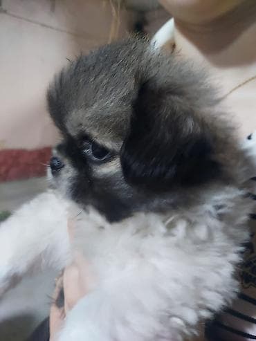 elan it: Pekines, 1 ay, Dişi, Ünvandan götürmə — 4