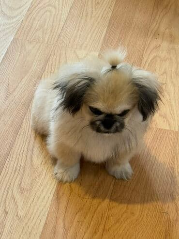 itlərin qiyməti: Pekines — 3