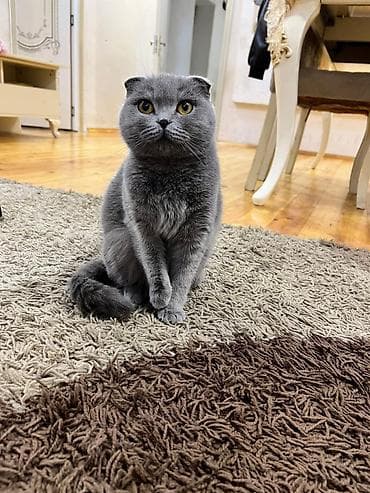 Digər heyvanlar: Şotland yastı qulaq — 6