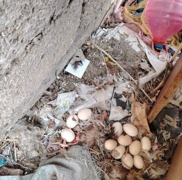 brama toyuq: Toyuq, Damazlıq, Ödənişli çatdırılma — 3