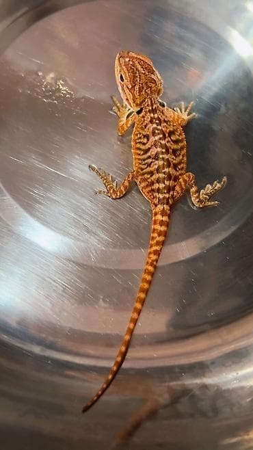 Digər heyvanlar: Bearded dragon ( aqama ) ve gecko ( eublefar ) kertenkele balalari — 6